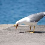 I Turned My Home Into a Fortress of Surveillance