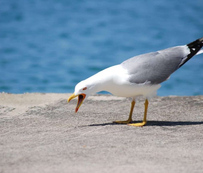 I Turned My Home Into a Fortress of Surveillance I Turned My Home Into a Fortress of Surveillance